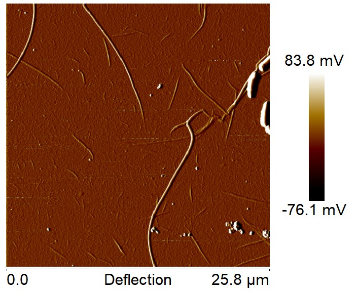 AFM, 25.8 µm scan: at 100 µg/mL there are only thin, scattered fibrils, nothing like the thick fibres at 4 mg/mL.
