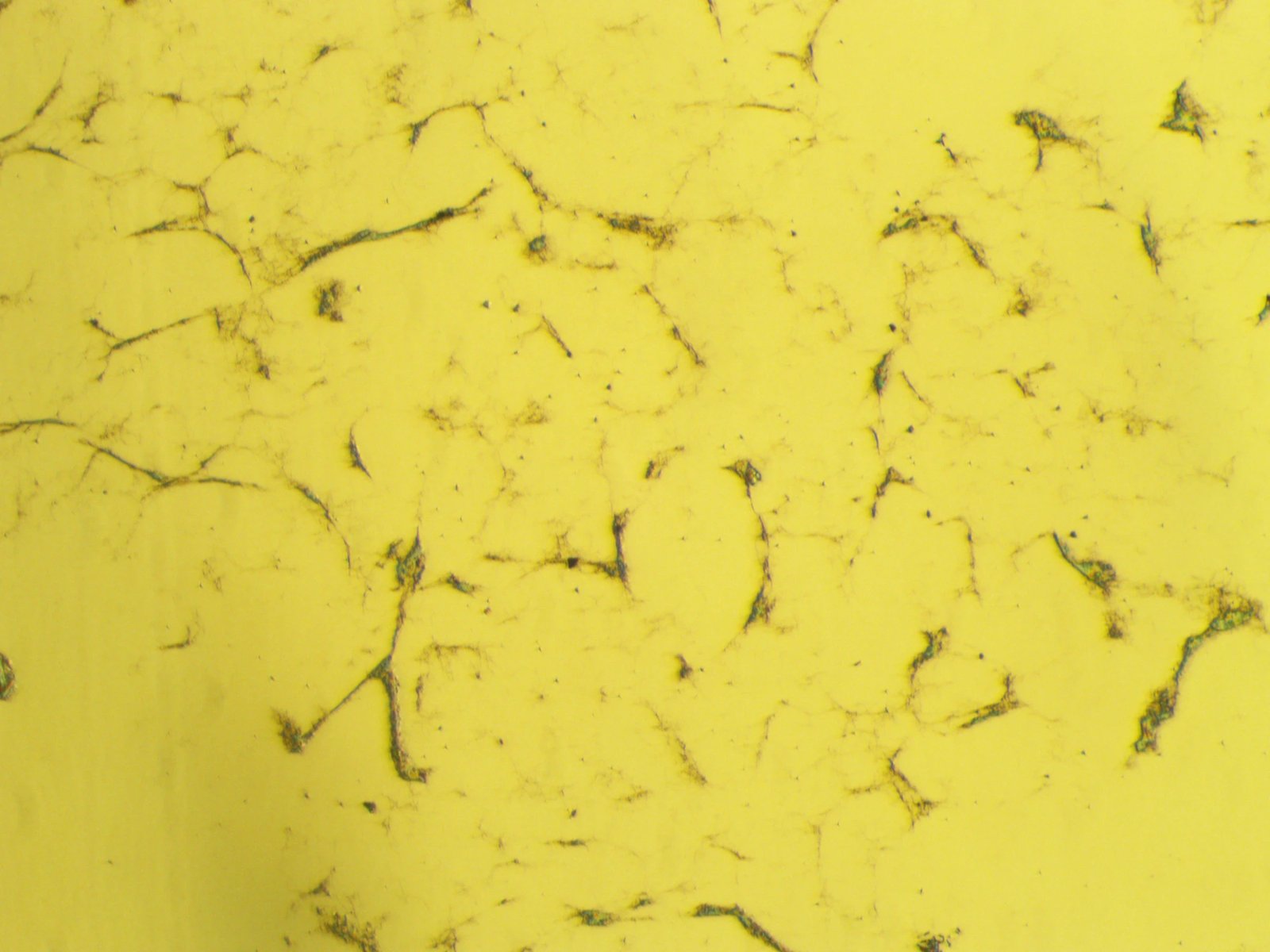 Optical, 10×: 100 µg/mL fibrinogen, 18 h on 50 µg/mL collagen. Only a sparse web of fine strands and small clusters, far less material than at 4 mg/mL.