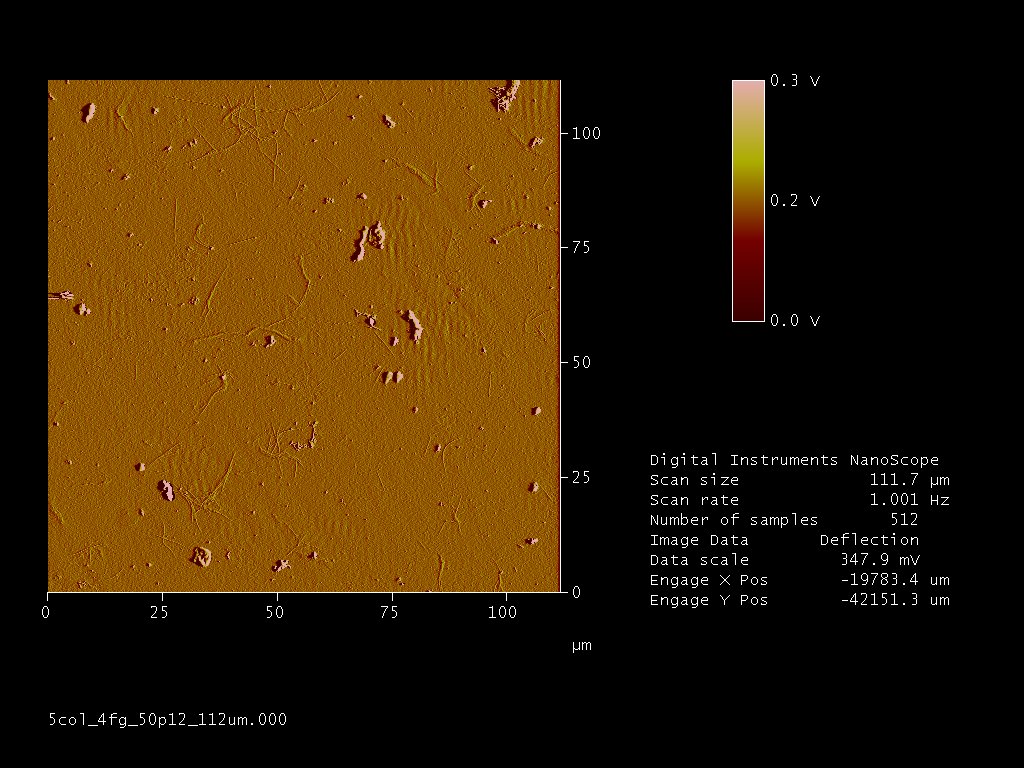 AFM, 111.7 µm scan: 4 mg/mL fibrinogen + 50 µM P12 on 5 µg/mL collagen, 18 h. Only short, thin fibrils and small clumps, none of the large fibres seen without P12.